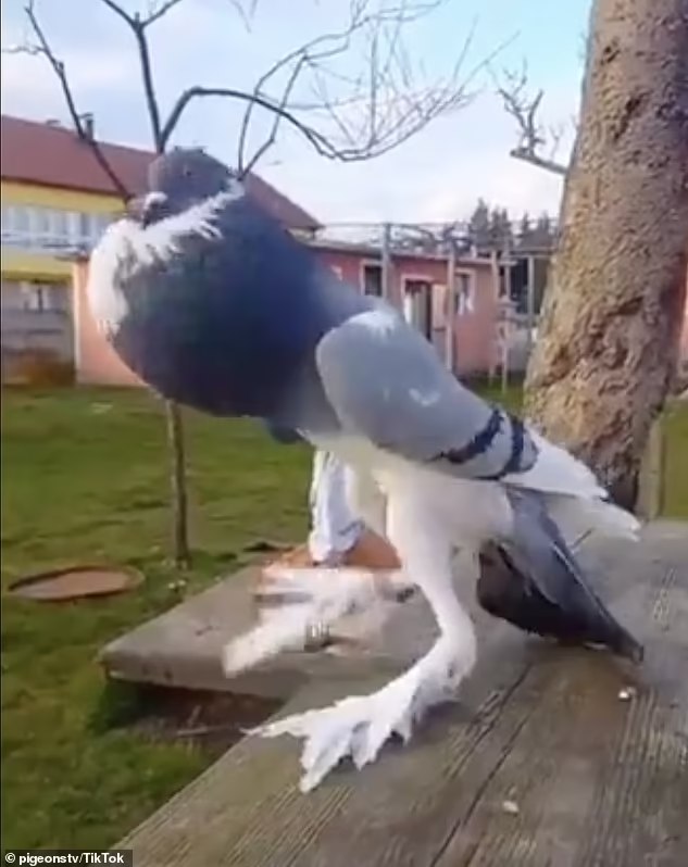 Video burung merpati berkaki panjang, tular