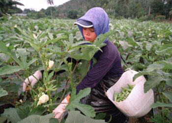 BENDI adalah antara tanaman yang sesuai ditanam semasa cuaca panas.