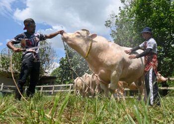 NIK Mohd. Sulaiman Nik Nizam (kanan) dan Nik Samsuliskandar bersama lembu sado jenis Charolais yang diternak di Kampong Banggol Durian, Kuala Terengganu. - UTUSAN/PUQTRA HAIRRY ROSLI