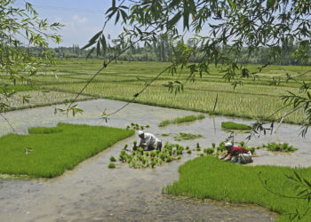 PETANI menanam anak pokok padi di sawah yang ditenggelami air di pinggir Srinagar, India.-AFP