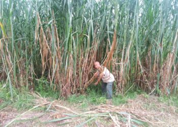 NASIR Khalid menebang batang rumput napier untuk diproses dan dijual kepada penternak di Kampung Bukit Rang di Jerantut, Pahang. - UTUSAN/HARIS FADILAH AHMAD