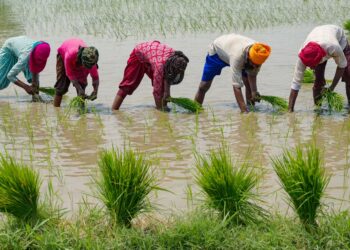 PETANI menanam padi di Amritsar, India. - AFP