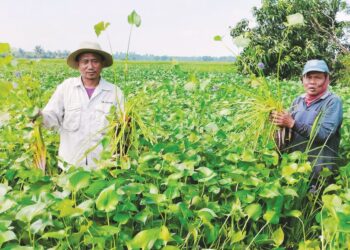 PESAWAH menunjukkan keladi agas yang tumbuh hingga ke dalam kawasan petak sawah mereka di Bagan Serai, Perak. - UTUSAN/WAT KAMAL ABAS