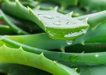 LATEKS aloe vera boleh menyebabkan masalah sekiranya ia dimakan. - AGENSI