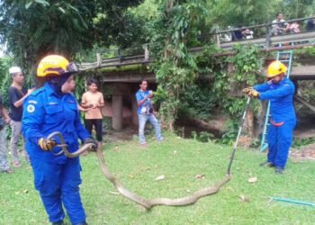 ULAR tedung selar yang berjaya ditangkap oleh anggota APM Sik di Kampung Lubuk Tualang, Sik. - IHSAN APM