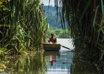 SATU perancangan pemuliharaan biologi amat diperlukan di Tasik Chini jika kawasan ini mahu mencapai mandat pemuliharaan kepelbagaian. – UTUSAN/MUHAMAD IQBAL ROSLI