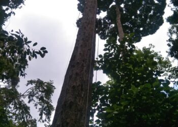 POKOK tualang yang dipanjat Hussin Leboh semasa melakukan kerja-kerja mencari madu di Kampung Cabang Tungkat, Pasir Puteh, Kelantan, hari ini.IHSAN PENDUDUK.