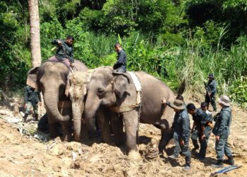 DUA ekor gajah denak atau terlatih, Suria dan Kala mengapit gajah liar yang ditangkap di Pos Perwor, Sungai Siput bagi memujuk haiwan itu menaiki lori untuk dipindahkan. - UTUSAN