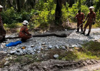 ANGGOTA bomba menangkap ular sawa seberat 70kg di Kampung Sungai Limau, Trong di Taiping hari ini. - UTUSAN/IHSAN JBPM