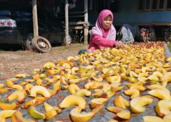 HALIJAH Ali menjemur buah gelugur bagi dijadikan asam keping di hadapan rumahnya di Kampung Tapah, Hulu Terengganu. - UTUSAN/NOOR HAYATI MAMAT