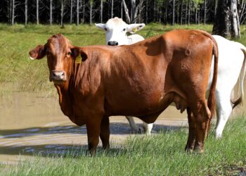 AUSTRALIA tegaskan negara itu bebas daripada wabak penyakit kulit berketul melibatkan haiwan ternakan seperti lembu. - AFP