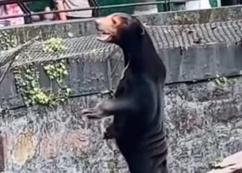 TANGKAP layar rakaman video menunjukkan beruang itu berdiri tegak di kandang Zoo Hangzhou di China. - AGENSI