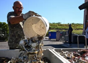 NELAYAN mengasingkan hasil tangkapan ketam biru di lagun Scardovari di selatan Venice. - AFP 