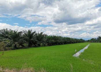 TANAH sawah yang ditukar kepada tanaman kelapa sawit di Sungai Manik, Perak. - UTUSAN/AIN SAFRE BIDIN