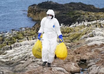 ANGGOTA renjer membersihkan burung yang mati di Pulau Staple, Northumberland. - AGENSI   