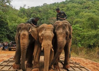 GAJAH liar (tengah) yang ditangkap Perhilitan Perak di Sungai Siput. - UTUSAN/PERHILITAN PERAK