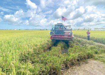 Polisi intervensi kerajaan era 1960-an tidak membantu petani. - Gambar hiasan