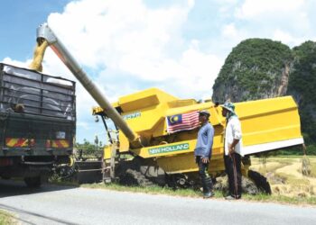 PESAWAH melihat hasil padi yang sudah boleh dituai di Kampung Bawah Bukit, Chuping, Perlis. - UTUSAN/IZLIZAN OTHMAN