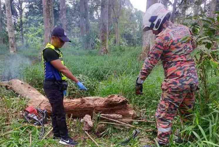 Warga emas maut di kebun akibat dihempap pokok