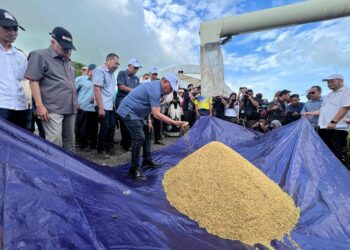 MOHAMAD Sabu melihat hasil padi di Projek Smart Sawah Berkala Besar (Smart SBB) Mini Sekinchan Mada Kampung Lat 1,000, Arau, Perlis semalam.- UTUSAN/MOHD. HAFIZ ABD. MUTALIB