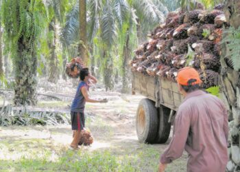 PENEROKA Felda yang mengusahakan sendiri ladang tanpa bantuan pinjaman kewangan daripada kerajaan patut diberi layanan sama rata termasuk menerima sagu hati. – GAMBAR HIASAN