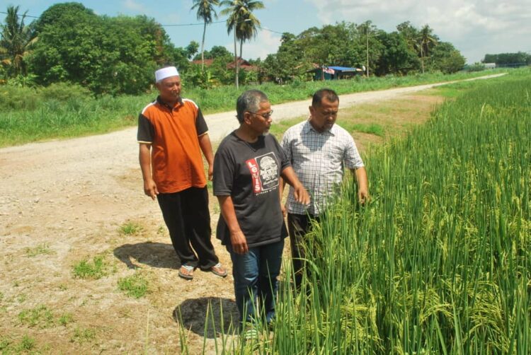 Pesawah Tarik Nafas Lega Kenaikan Sshp 1081