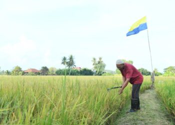 Pengilang mengakui mereka kini terpaksa membeli padi daripada dengan harga bawah RM1,700 per tan. - Gambar hiasan