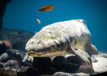 METHUSELAH berenang di Akuarium Steinhart di San Francisco.-AGENSI