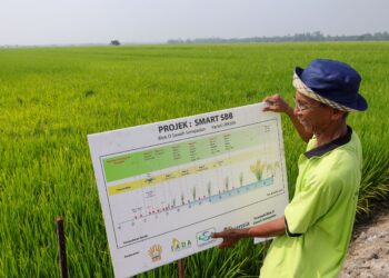 SAIPOL Bahri Sahlan menunjukkan pelan sawah di sawahnya di Kampung Sawah Sempadan, Tanjong Karang di Kuala Selangor, Selangor. - UTUSAN/SADDAM YUSOFF