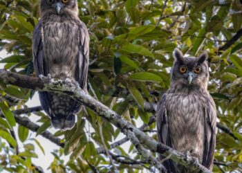 DUSKY Eagle-Owl adalah antara spesies burung jarang ditemukan berjaya direkodkan oleh pemerhati burung di Wang Kelian, Perlis, baru-baru ini. - UTUSAN/HUZAIRI ABD. HALIM