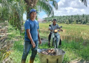 Negara masih kekurangan tanah seluas 483,000 hektar untuk memastikan keterjaminan makanan domestik, -UTUSAN/WAT KAMAL ABAS