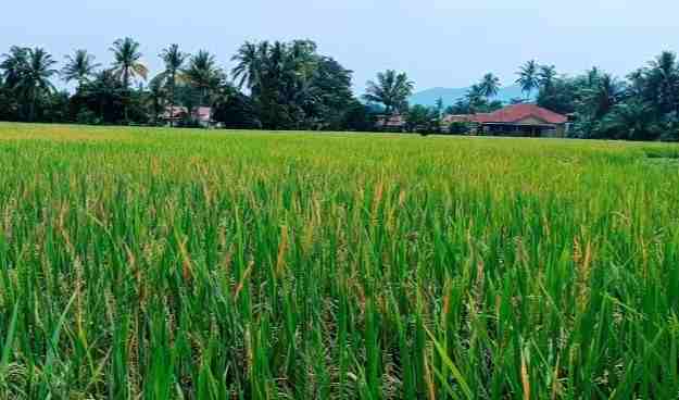 Negeri Sembilan perlu kilang beras