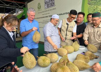 MOHAMED Fadzli Hassan (tengah) melihat hasil durian musang king yang keluarkan oleh Ladang Sindiyan di Tanah Tinggi Lojing, Gua Musang, Kelantan-UTUSAN/AIMUNI TUAN LAH.