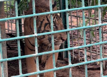 HARIMAU belang yang digelar Apek Bihai yang dianggarkan berumur dua tahun telah berjaya ditangkap dalam keadaan sihat di Kampung Hak, Pos Bihai, Gua Musang, Kelantan, semalam. FOTO: IHSAN PERHILITAN KELANTAN