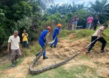 ULAR sawa seberat 80kg yang terperangkap dalam pukat ikan yang dipasang penduduk berhampiran Sungai Kuala Muda di Kampung Sungai Tembak, Kuala Ketil, Baling. -UTUSAN/NORLIA RAMLI