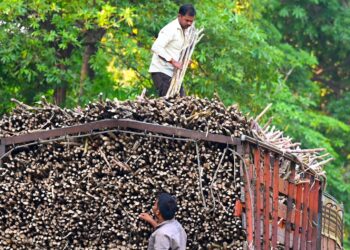 SEORANG pekerja mengeluarkan tebu daripada lori di Mumbai, India. - AFP