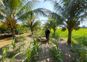 MOHD. Saiful Hisham Mohd Amir menunjukkan tanaman kontan yang ditanam di tanah sawah yang diusahakannya di Sungai Manik, Pasir Salak. - UTUSAN/AIN SAFRE BIDIN