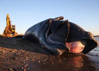 BANGKAI ikan paus Atlantik Utara terdampar di pesisir pantai New Brunswick, Kanada.-AGENSI