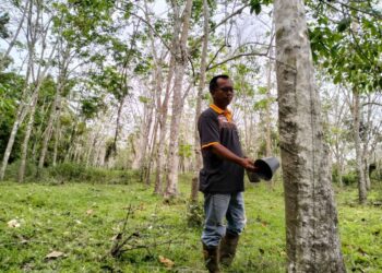 Semakin banyak kebun getah terbiar disebabkan harganya yang murah dan generasi muda tidak lagi minat menoreh.