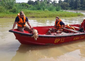 ANJING pengesan membantu mencari mangsa lemas di Sungai Perak dekat Kuala Kangsar yang dilaporkan hilang sejak kelmarin. - UTUSAN/IHSAN JBPM