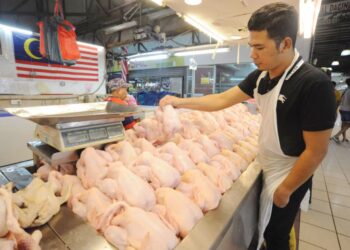 SEORANG peniaga menyusun ayam yang diproses untuk dijual di sebuah pasar raya di Tampoi, Johor Bahru semalam.