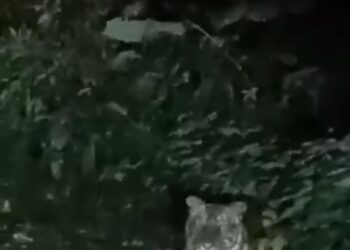 TANGKAP layar rakaman video seekor harimau belang di kawasan Pos Kuala Mu, Sungai Siput yang tular dalam media sosial. - UTUSAN