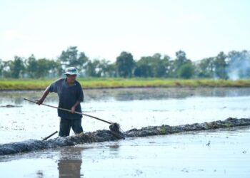 PESAWAH terus terhimpit apabila harga belian padi diturunkan daripada RM1,700 kepada RM1,250 sekali gus membebankan golongan berkenaan. - UTUSAN/IZLIZAN OTHMAN