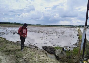 AZNAN Ahmad membersihkan kawasan sawah padinya semasa ditemui di Kampung Bujang, Merbok. - UTUSAN/OTHMAN YAHAYA