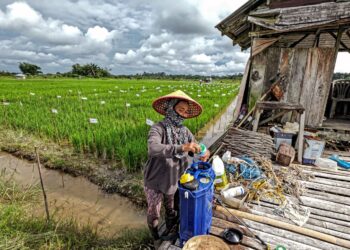 PESAWAH perlu sentiasa mengawal rumpai sepanjang musim penanaman padi. – UTUSAN/ MUHAMAD IQBAL ROSLI