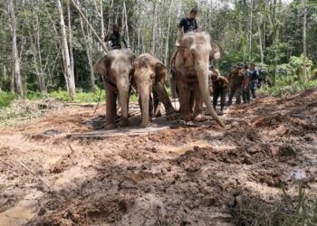 GAJAH liar dinamakan Yob Jagor (tengah) dipindahkan Perhilitan Perak dalam operasi di Kampung Jagor, Gerik semalam. - UTUSAN