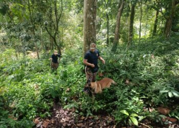 ANGGOTA bomba menjalankan operasi mencari warga emas yang dilaporkan hilang di Kampung Saseh, Pos Perwor di Sungai Siput. - UTUSAN/IHSAN JBPM