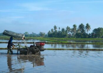 SEORANG pesawah melihat keadaan bendangnya yang mungkin tidak akan ditanam padi disebabkan masalah kelewatan benih padi di Bakong, Arau, Perlis, semalam. - UTUSAN/IZLIZAN OTHMAN