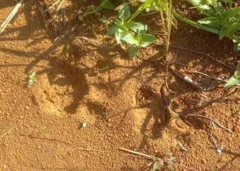 KESAN tapak kaki harimau masih lagi ditemukan oleh penduduk Orang Asli di Pos Pasik, Gua Musang, Kelantan. - GAMBAR IHSAN PENDUDUK