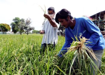 BANTUAN kerajaan kepada pesawah di setiap negeri perlu diteruskan.